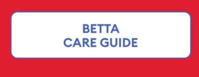 betta care guide