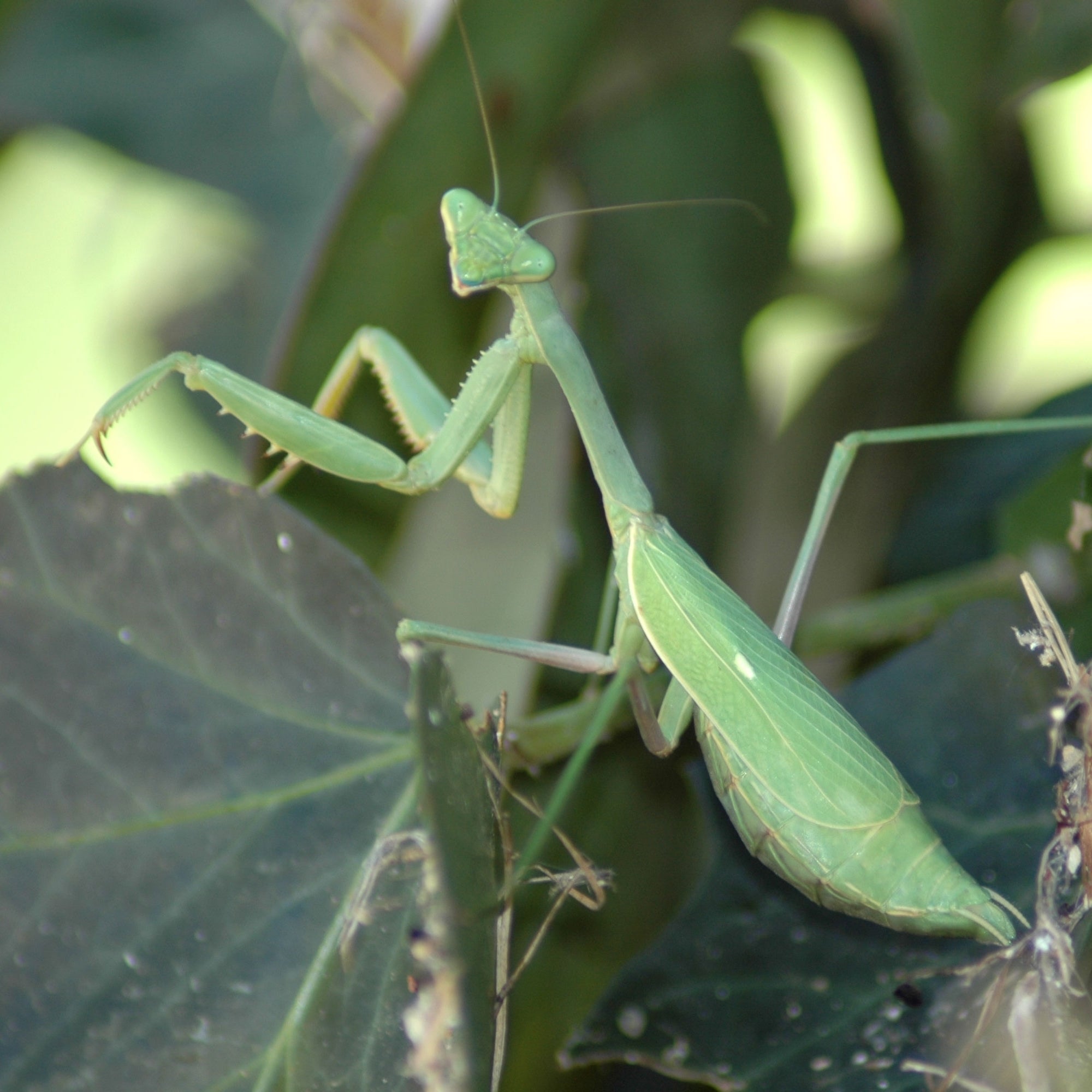 [Costco] Preying Mantis Natural Insect Control Egg Case - $22.99