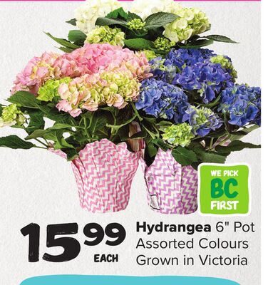 Hydrangea