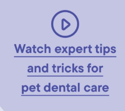 Watch expert tips and tricks for pet dental care