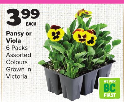 Pansy or Viola