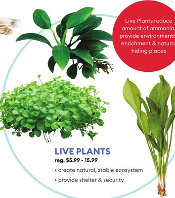 LIVE PLANTS