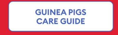 GUINEA PIGS CARE GUIDE