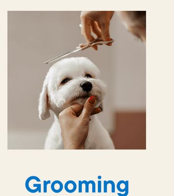 Grooming (service)