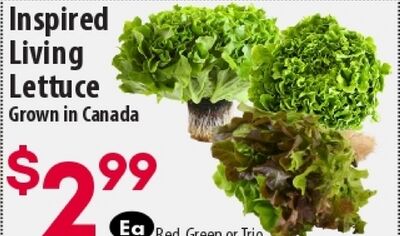 Inspired Living Lettuce