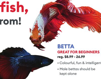 BETTA GREAT FOR BEGINNERS