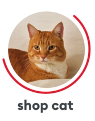 SHOP CAT