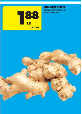 GINGER ROOT