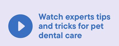 Watch experts tips and tricks for pet dental care