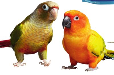 CONURES