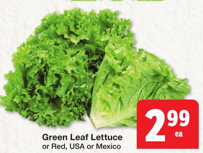 Green Leaf Lettuce or Red USA or