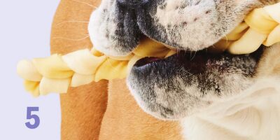 Performatrin Ultra Collagen Braid Dog Treat