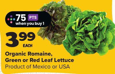 Organic Romaine, Green or Red Leaf Lettuce