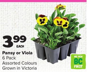 Pansy or Viola