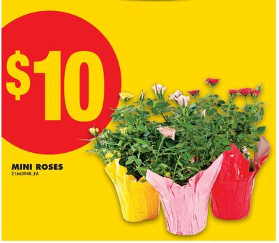 MINI ROSES