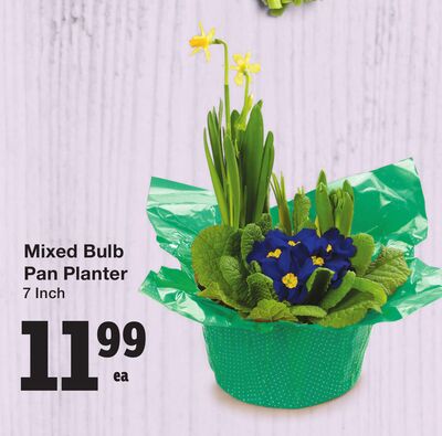 Mixed Bulb Pan Planter