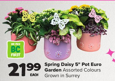 Spring Daisy 5" Pot Euro Garden