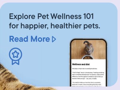 Explore Pet Wellness 101 for happier, healthier pets