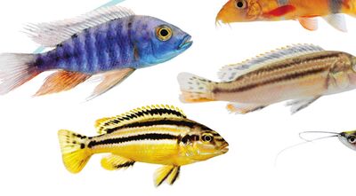 CICHLIDS