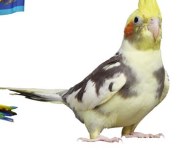 COCKATIELS