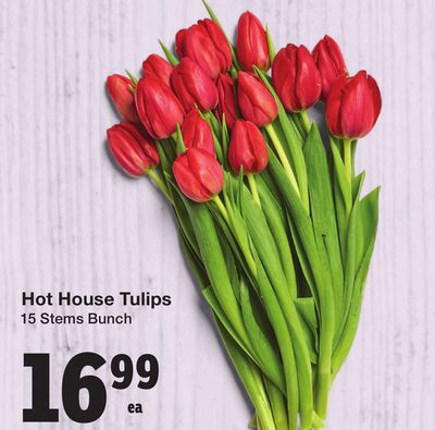 Hot House Tulips