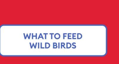 WHAT TO FEED WILD BIRDS