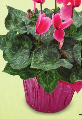 Cyclamen