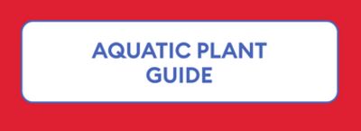 aquatic plant guide