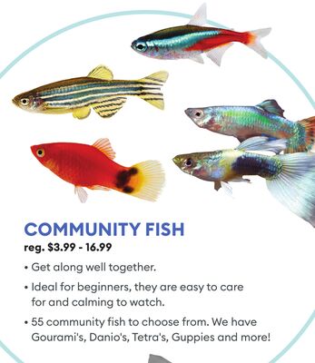 COMMUNITY FISH