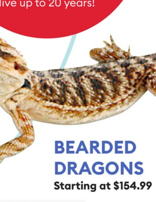BEARDED DRAGONS