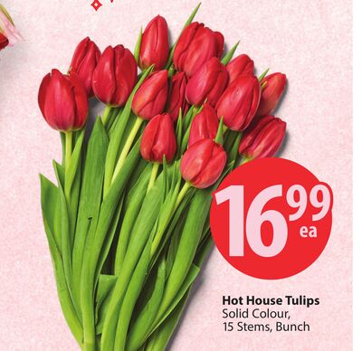 Hot House Tulips