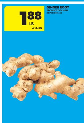 GINGER ROOT