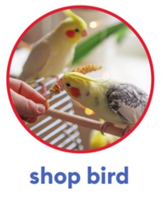 shop bird