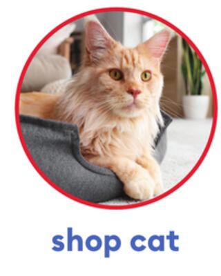 shop cat