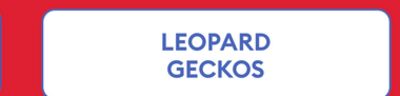 LEOPARD GECKOS