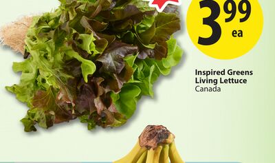 Inspired Greens Living Lettuce