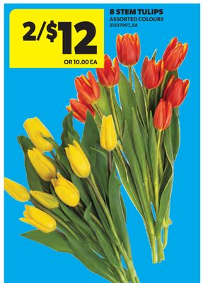 8 STEM TULIPS