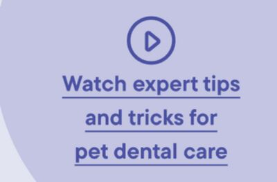 Watch expert tips and tricks for pet dental care